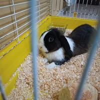 Coniglio nano Ariete