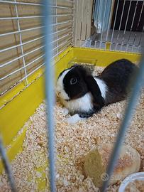 Coniglio nano Ariete