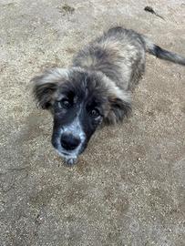 Cucciola pastore di 5 mesi futura taglia media