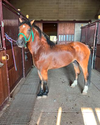 Cavallo