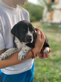 Cuccioli pronti il 20/07/26