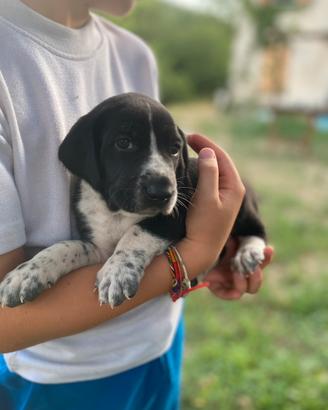 Cuccioli pronti il 20/07/26