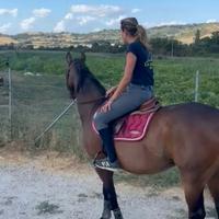 Cavallo