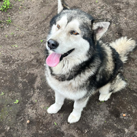 Alaskan malamute