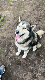Alaskan malamute