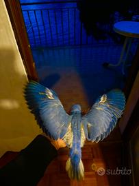 Parrochetto dal collare