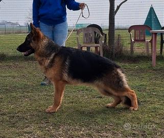 Pastore tedesco cucciolona