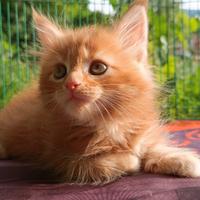 Cucciolo Maine Coon Red Tabby Blotched pedigree