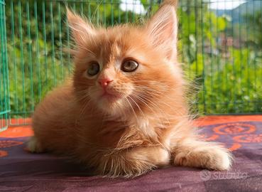 Cucciolo Maine Coon Red Tabby Blotched pedigree