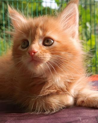 Cucciolo Maine Coon Red Tabby Blotched pedigree