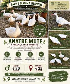 Anatre mute