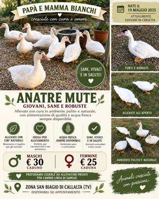 Anatre mute