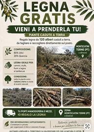 LEGNA GRATIS – CIRCA 120 PIANTE