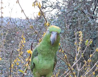 Amazzone fronte gialla