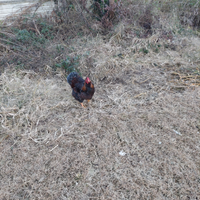 Disponibile gallo wiandotte