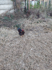 Disponibile gallo wiandotte