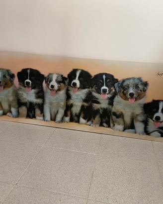 Quadro cani per cameretta