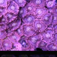 Zoanthus Pink