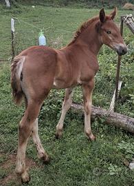 Puledra maremmana