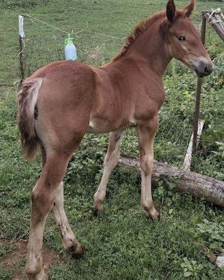 Puledra maremmana