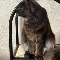 Maine coon