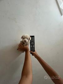 CucciolonTaglia Piccola da Borsetta