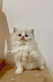 Blu lynx femmina riproduzione