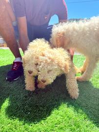 Cuccioli di lagotto romagnolo