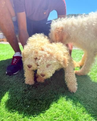 Cuccioli di lagotto romagnolo