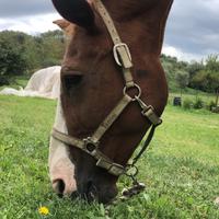 Cavalla in fida gratuita