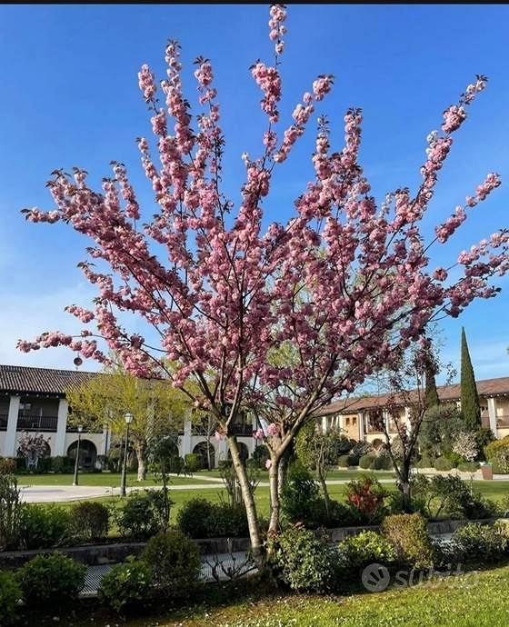Appartamento – Desenzano del Garda, Brescia - Vista 4