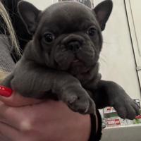 Bulldog francese