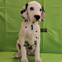 Dalmata cuccioli da Allevamento