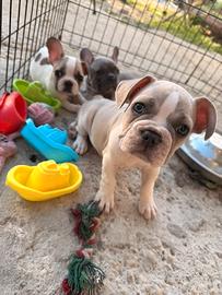 Bulldog francese