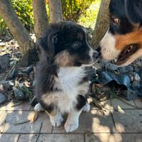 Cuccioli pastore australiano