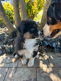 Cuccioli pastore australiano