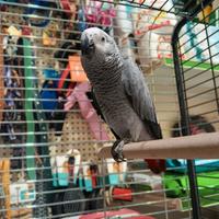 Pappagallo cenerino beby