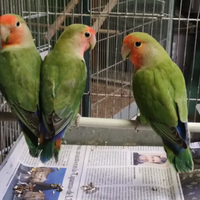 Inseparabili roseicollins maschio