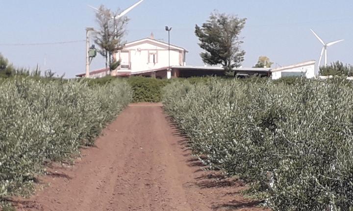 Terreni oliveti e rustci