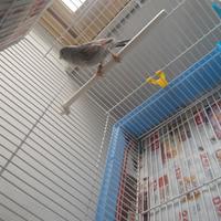 Uccelli