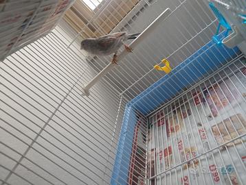 Uccelli