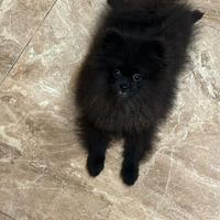 Spitz nano pomeriano