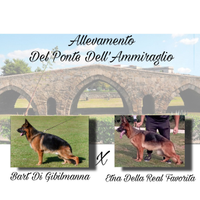 Cuccioli di pastore tedesco