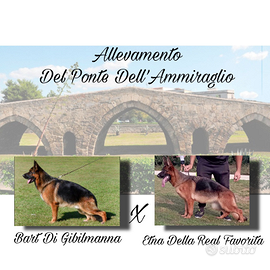 Cuccioli di pastore tedesco