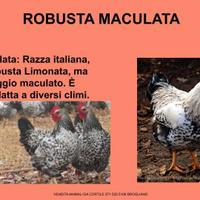 Galline ornamentali robusta maculata