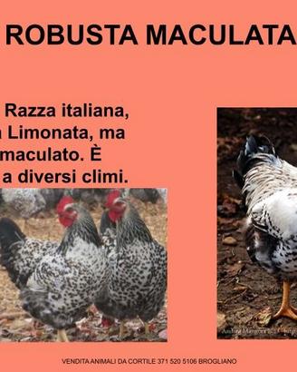Galline ornamentali robusta maculata