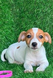 Jack russell