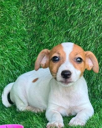 Jack russell