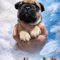 Bouledogue bulldog francese fulvo cucciolo