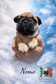 Bouledogue bulldog francese fulvo cucciolo